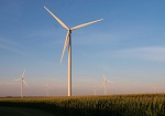 Photo of windmills among grain fields