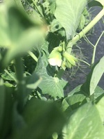 Blooming pea plant in garden